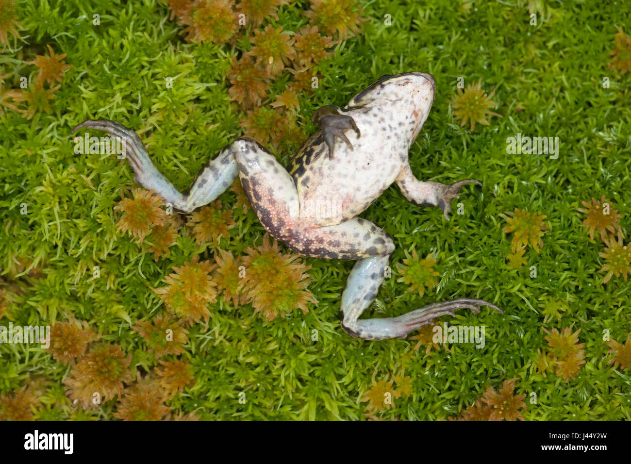 Foto van een kikker die gestorven es aan het ranavirus en de typische rode dijen heeft; foto de una rana que ha muerto por la enfermedad; pierna roja Foto de stock