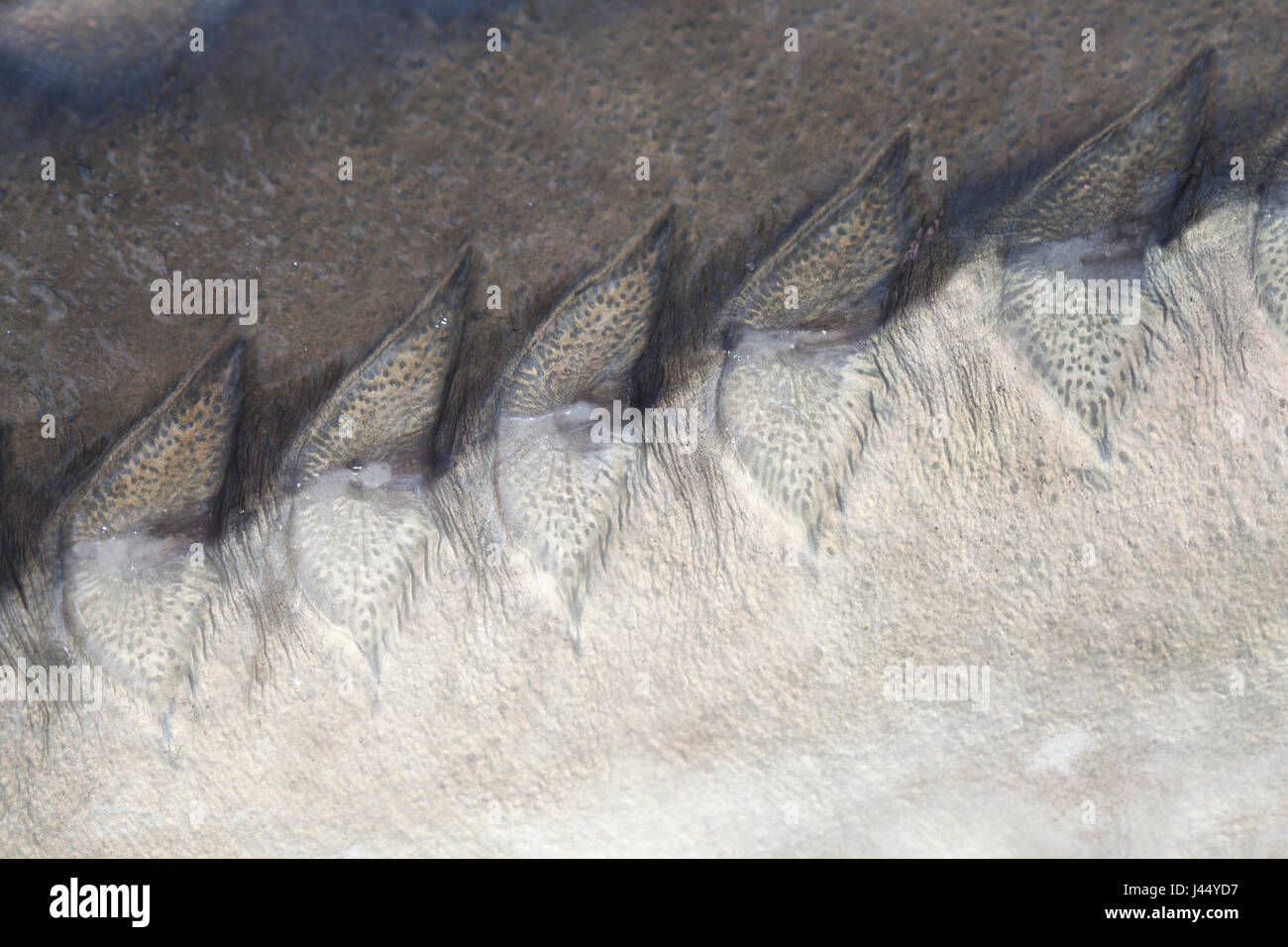 Detalle de las escalas (placas óseas) de un esturión del Atlántico Foto de stock