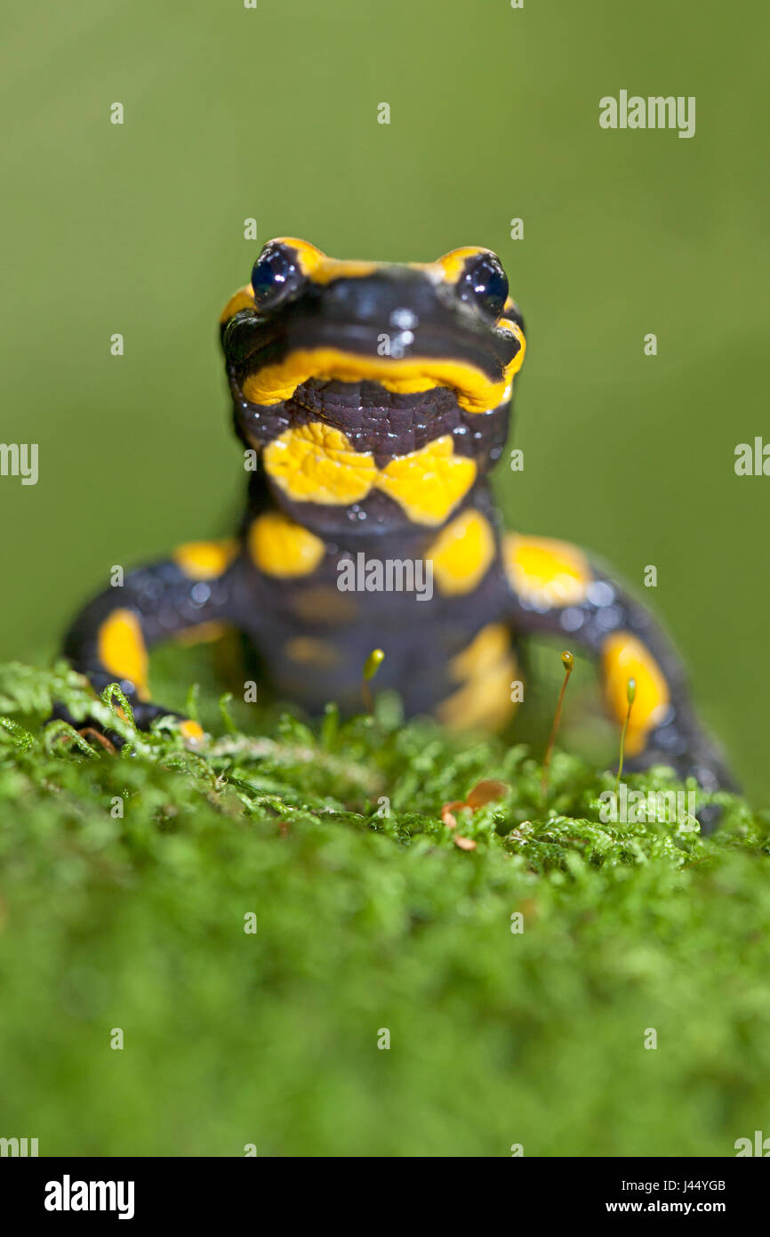 Retrato de una salamandra de fuego Foto de stock