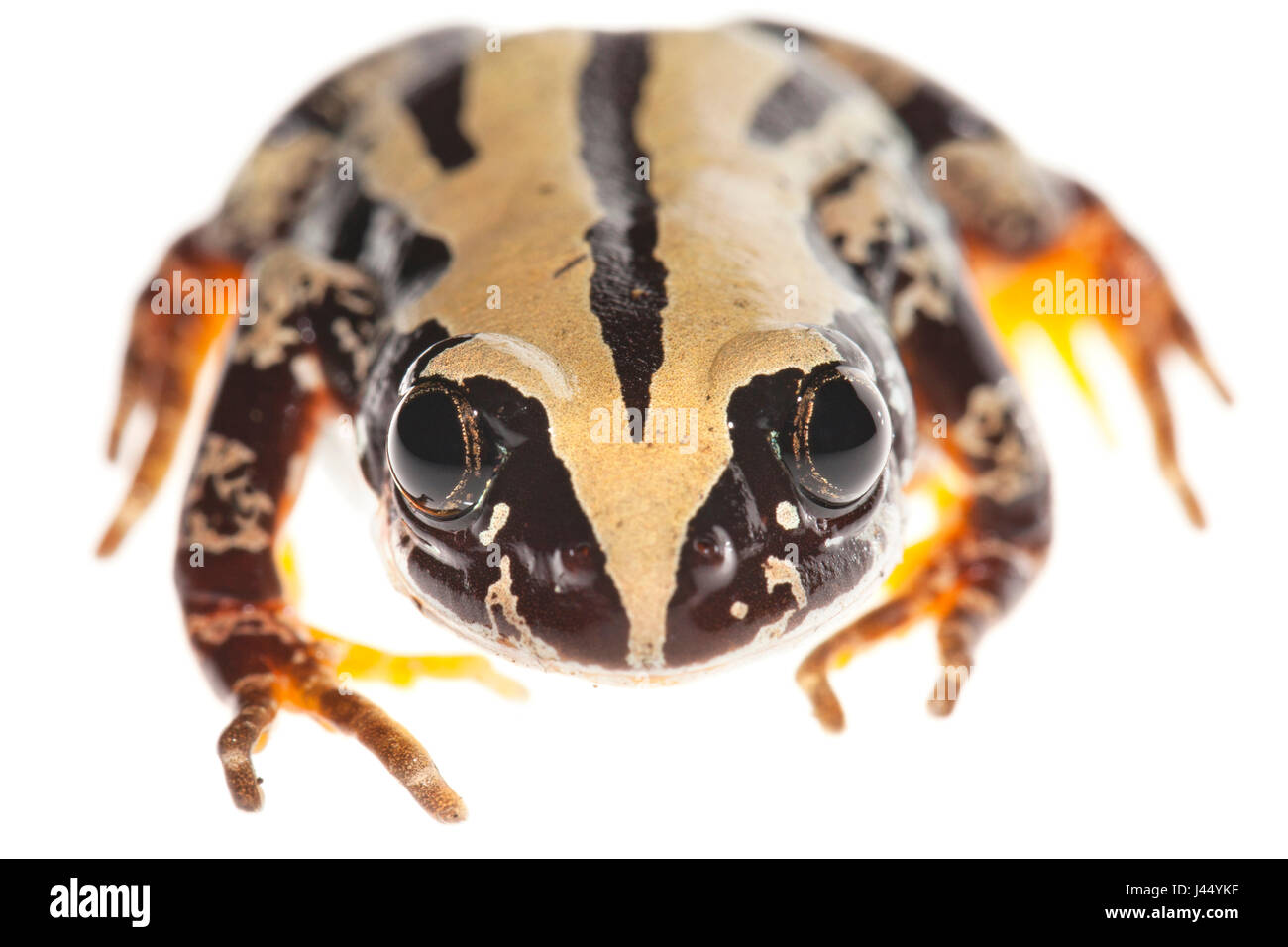 Representa la foto de un golpeteo frog Foto de stock