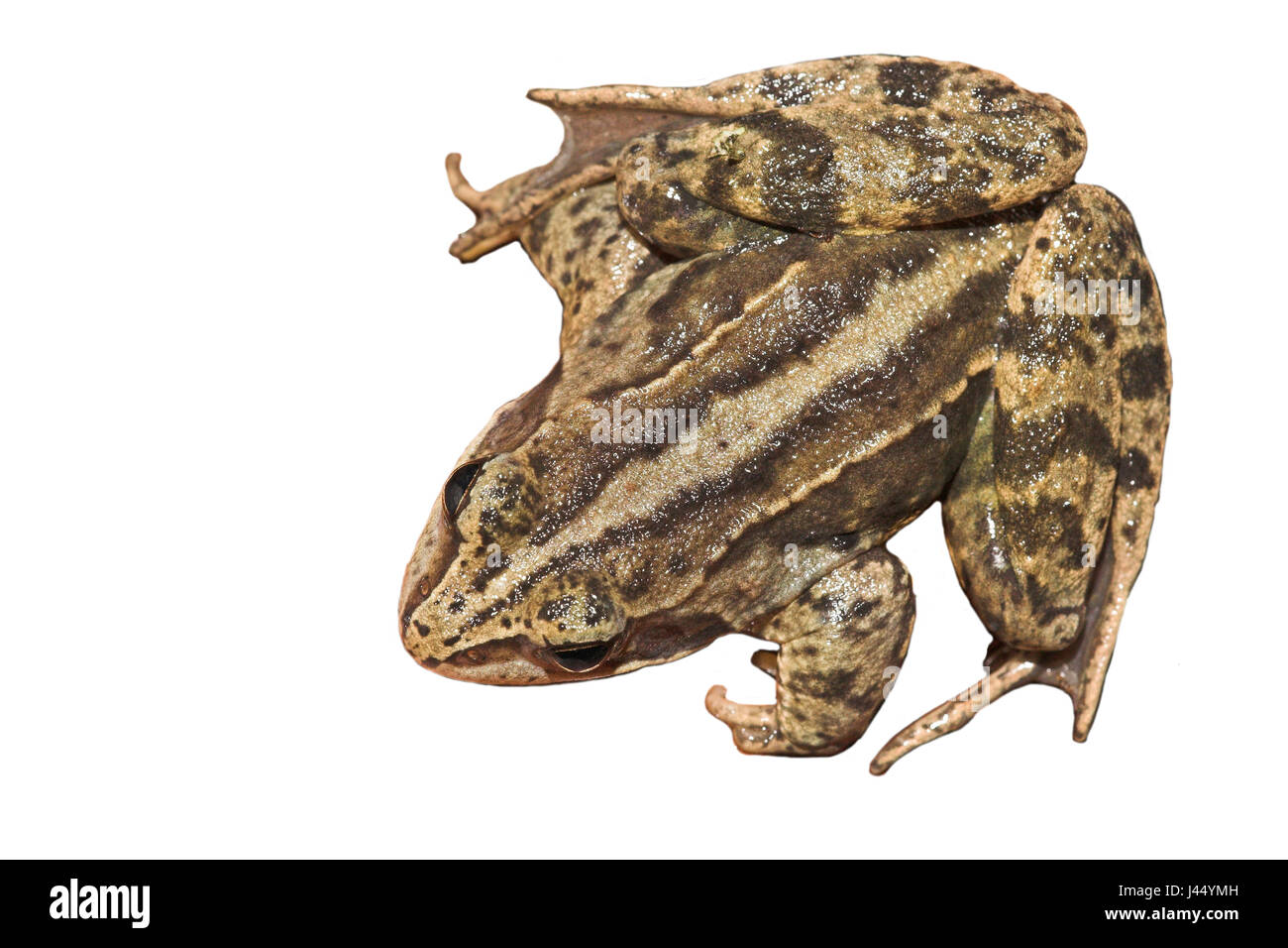 Moorfrog contra fondo blanco (prestados) Foto de stock