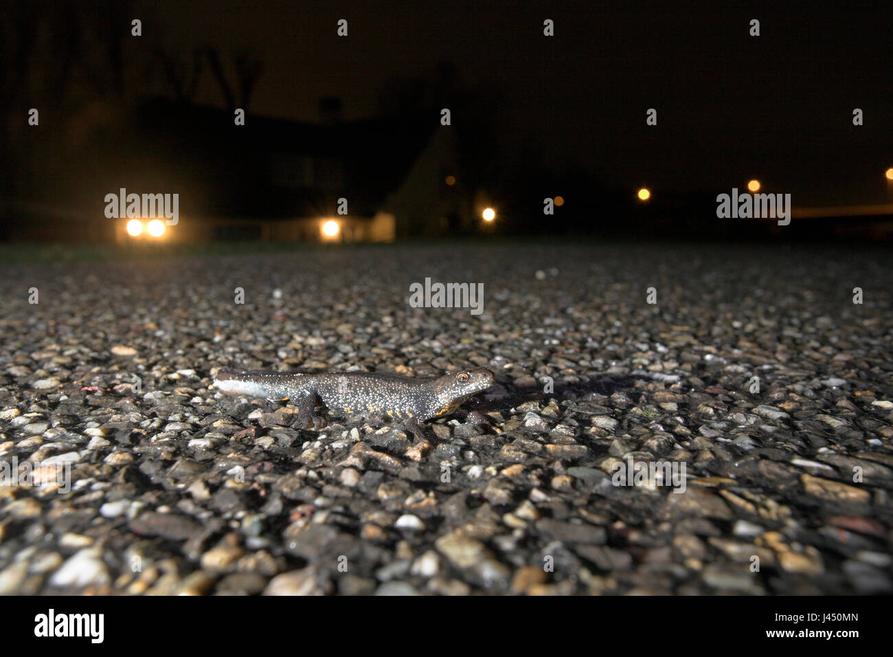 Foto de un macho somormujo newt en su camino hacia el estanque de cría. Lo cruza un camino por la noche (en un dique) con en el fondo una casa visible Foto de stock