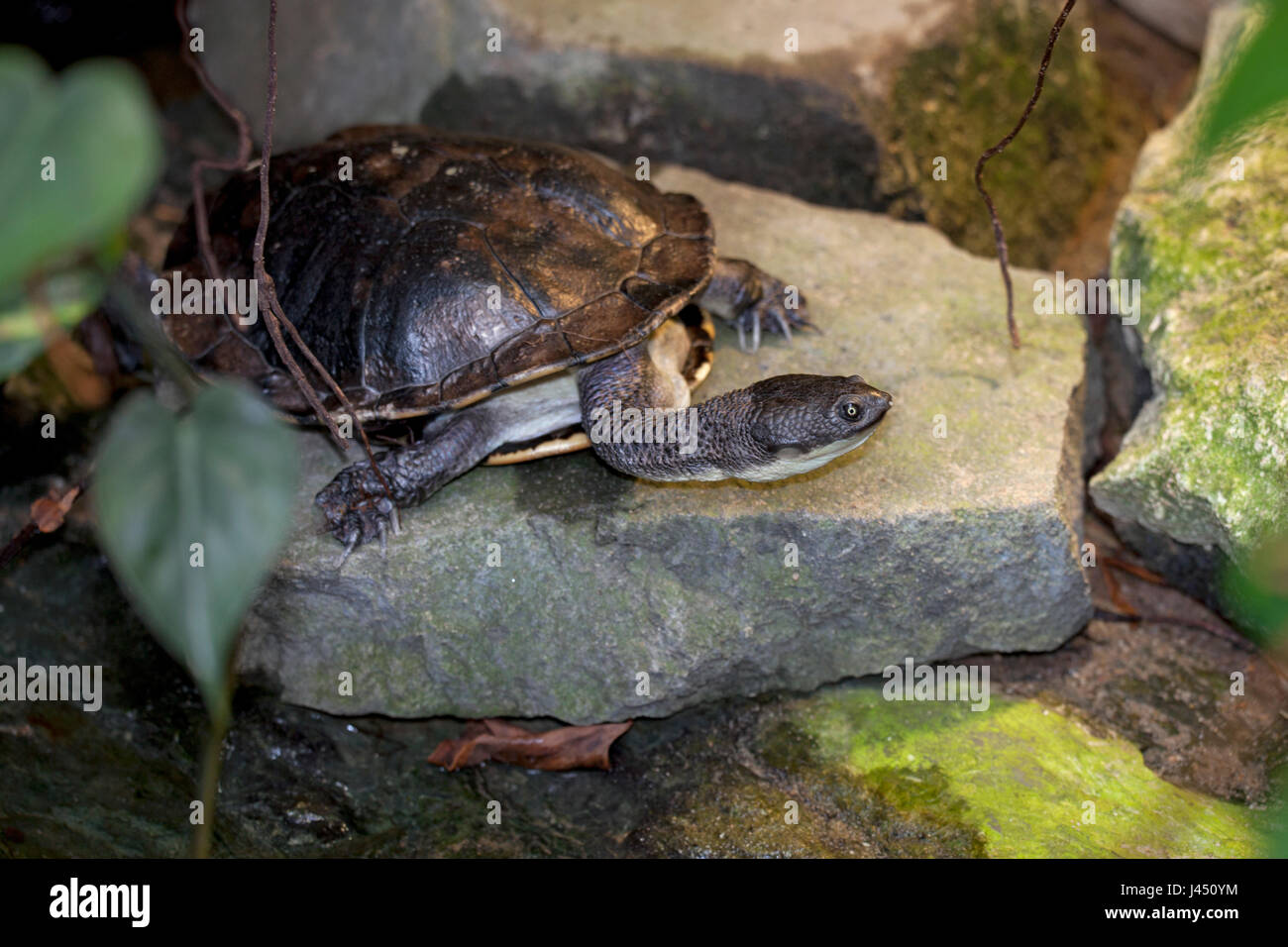 Eastern long-necked turtle basking sobre roca Foto de stock