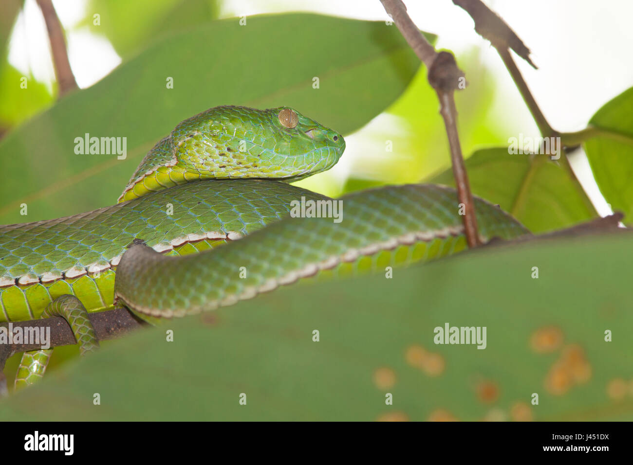 Vogel's pit viper entre hojas verdes Foto de stock