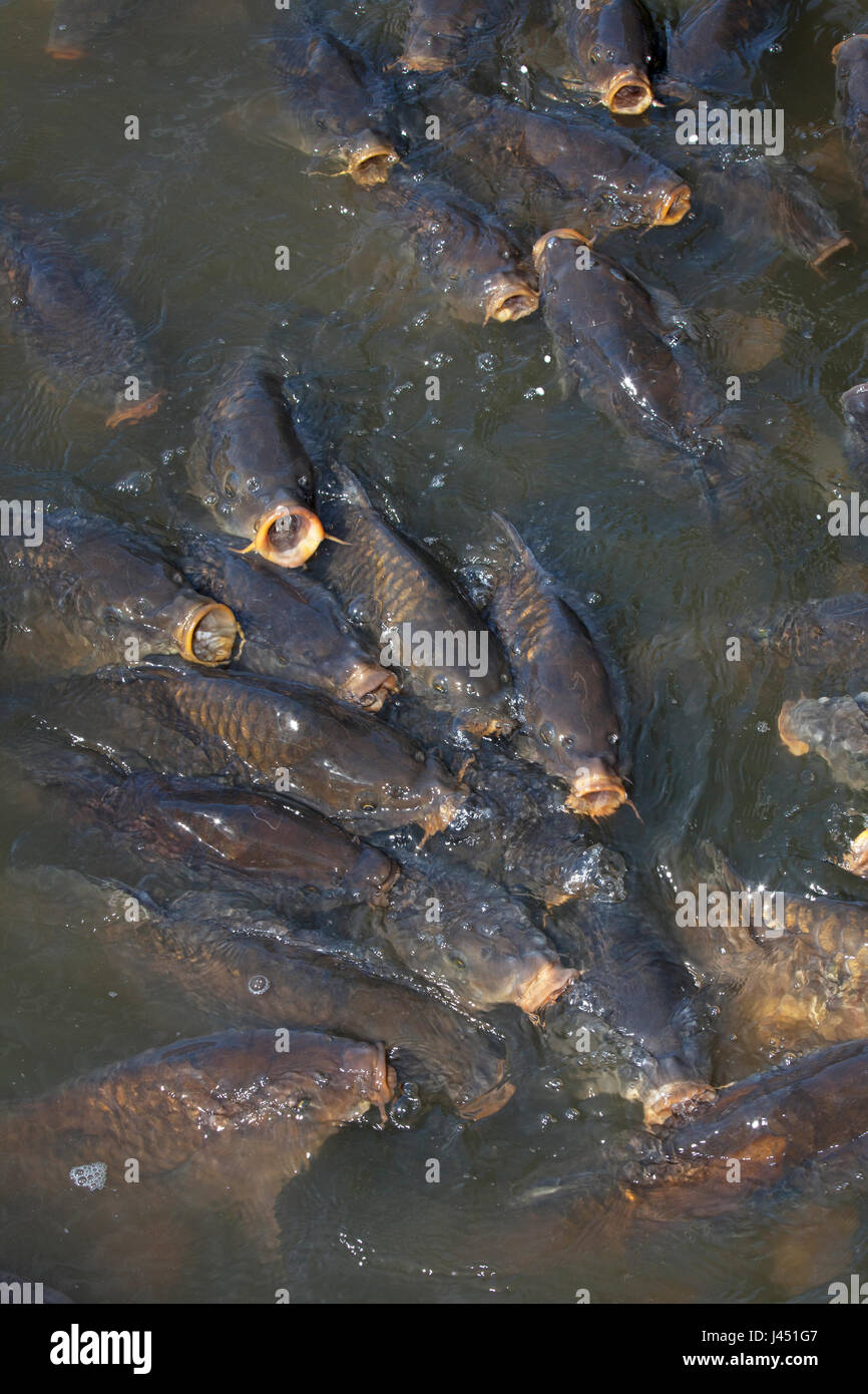 Carpas alimentándose en la superficie Foto de stock