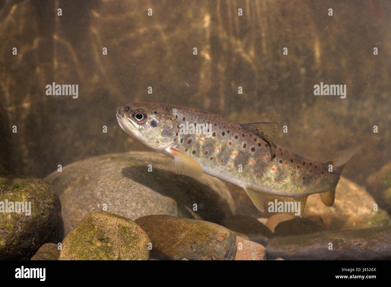 Foto de una trucha marrón nadando contra la corriente en el fondo de un arroyo Foto de stock