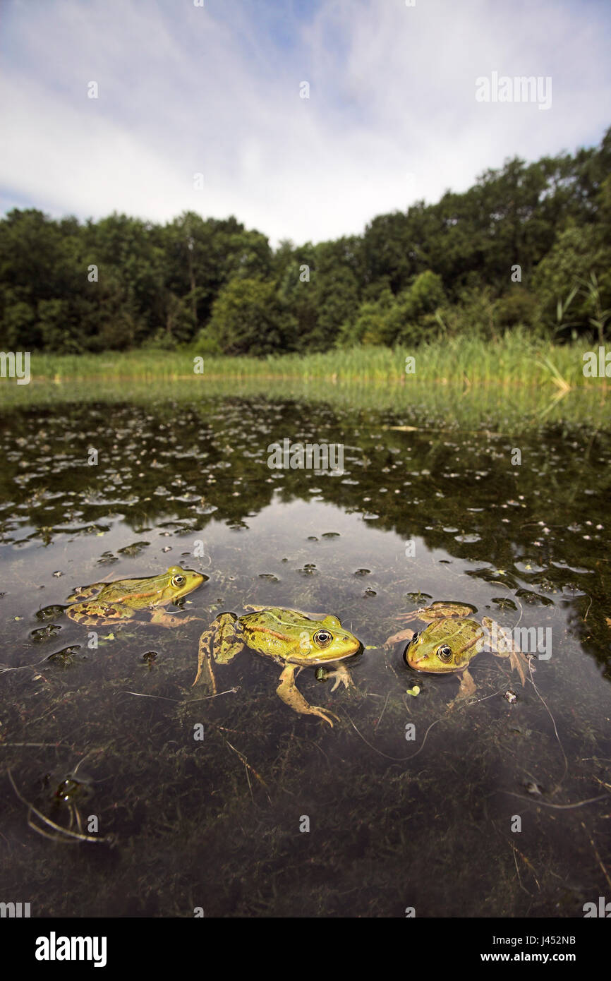 Foto vertical de tres ranas comestibles en un estanque en su entorno. Rana Klepton esculenta Foto de stock
