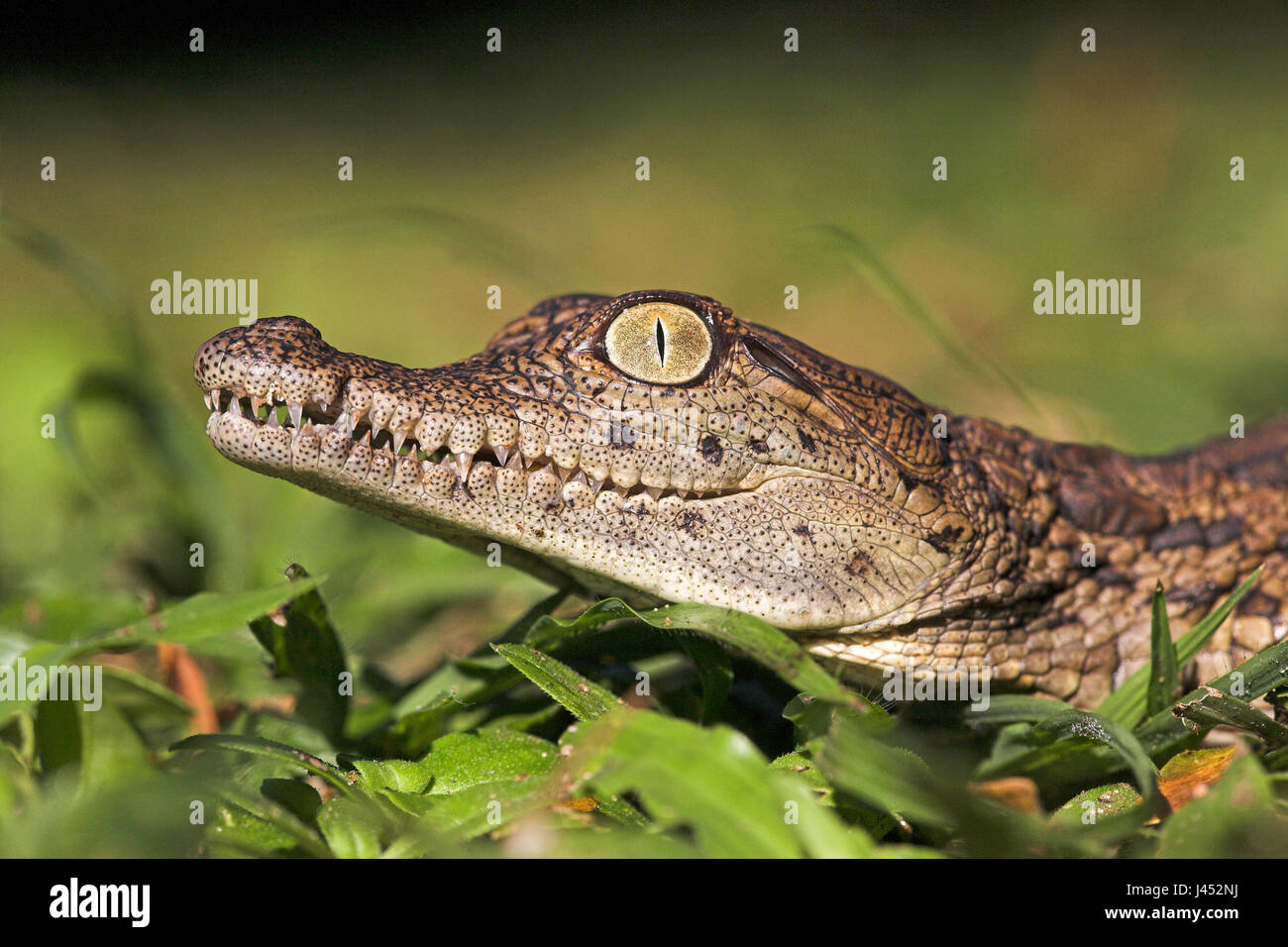 Retrato de un cocodrilo del Nilo la eclosión Foto de stock