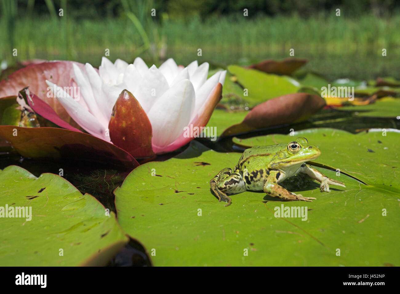 Foto de una rana comestible sentado en una hoja de blanco europeo waterlilly con una flor en el fondo Foto de stock