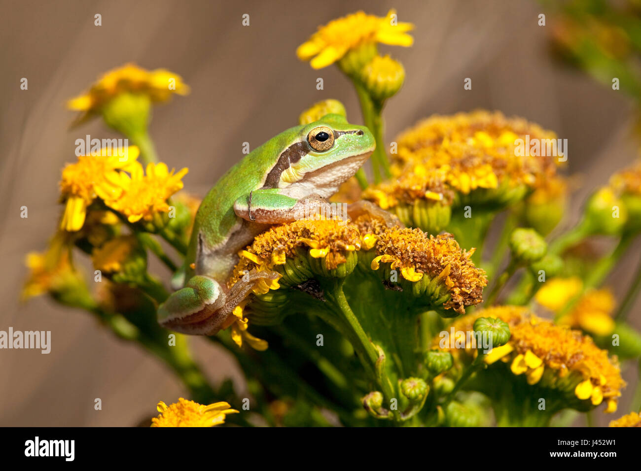 Foto de una rana de árbol común de flores amarillas contra un fondo marrón Foto de stock