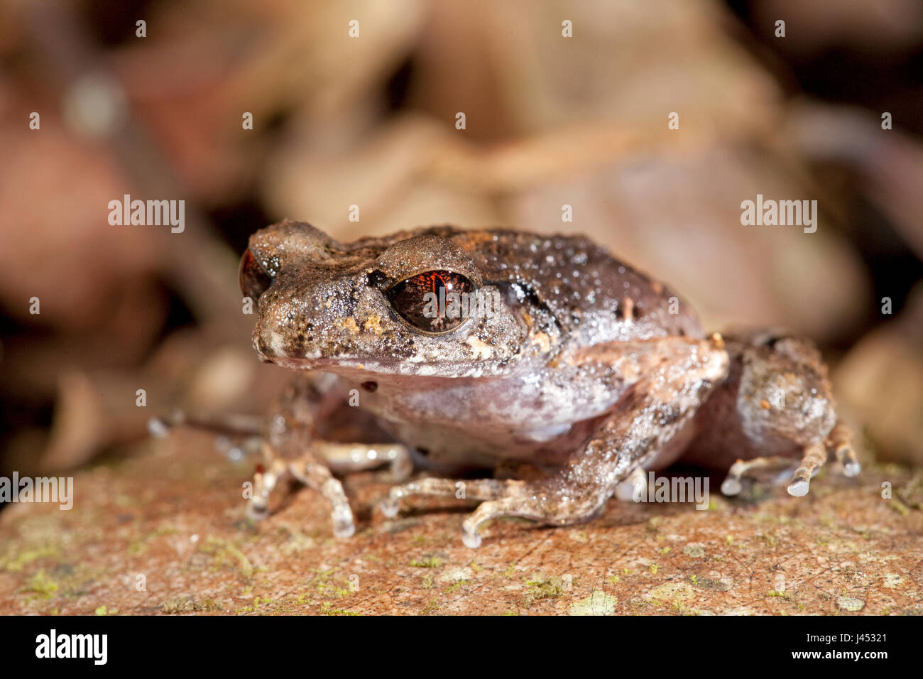 Foto van een Leptolalax dringi; foto de una rana de hojarasca Delgado del timbre; Foto de stock
