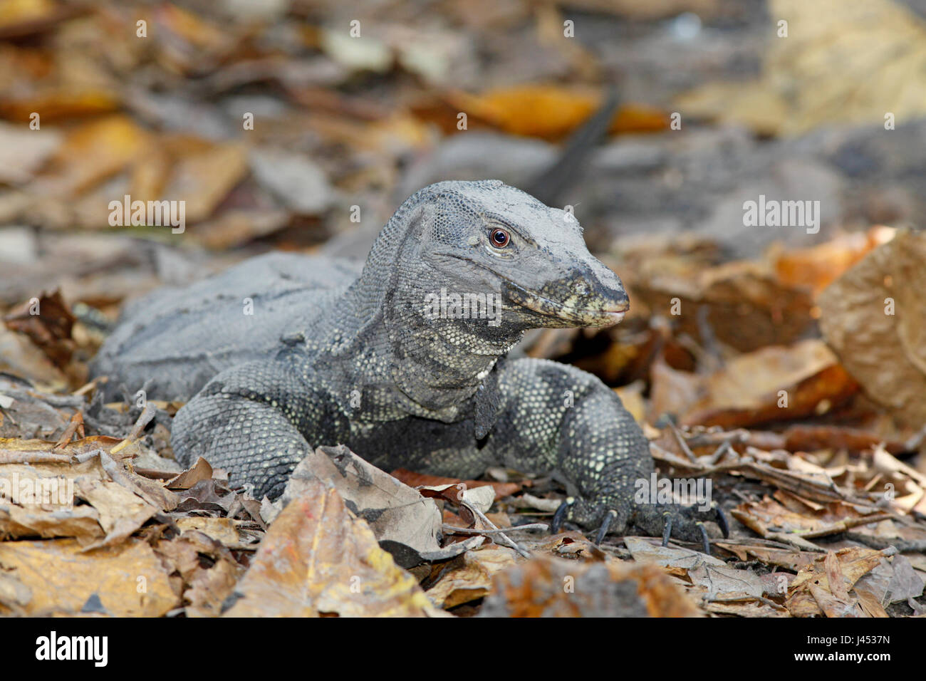 Foto de un monitor de agua, una de las mayores especies de lagartijas en la tierra Foto de stock