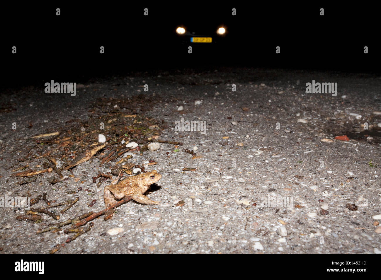 Foto de un sapo común cruzar una carretera durante la migración de primavera en la noche con un coche en el fondo con los faros Foto de stock