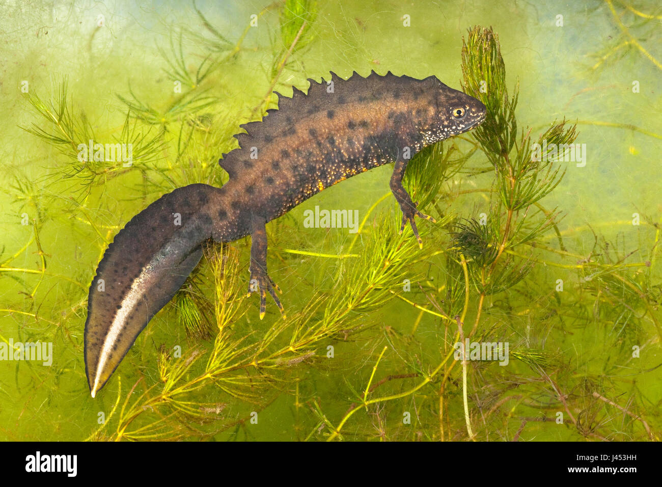 Foto de un macho somormujo newt bajo el agua colgando de las plantas de agua verde. Foto de stock