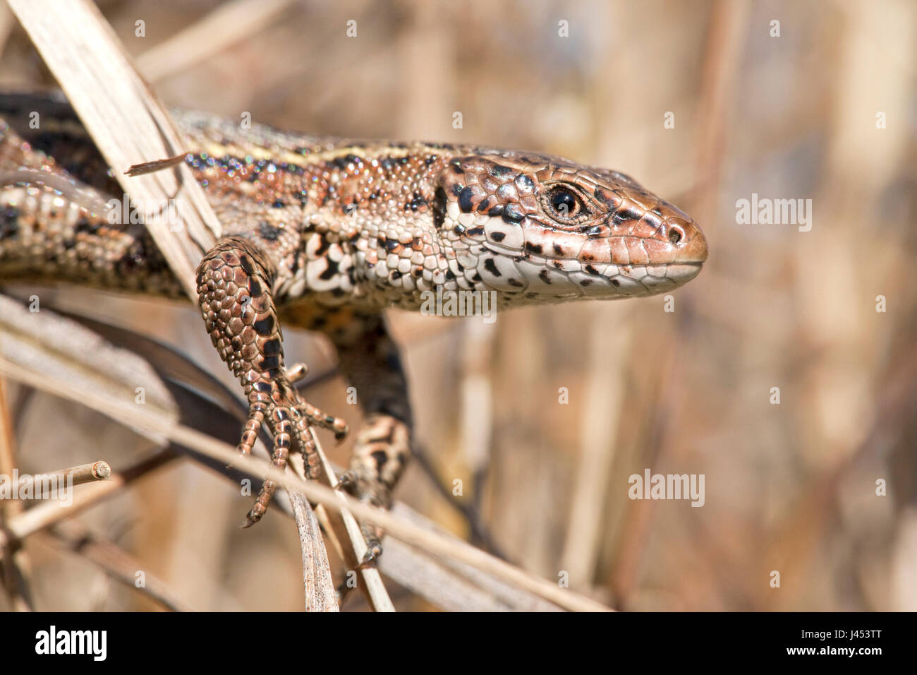 Foto van een levendbarende hagedis klauterend in een pol pijpenstrootje; fotografía de un lagarto común escalar en moorhexe; Foto de stock