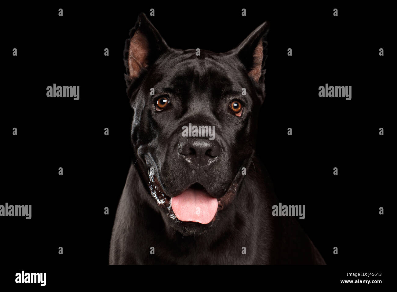 Closeup retrato de hermosa negro perro corso de caña. Foto de estudio aislado sobre fondo negro Foto de stock