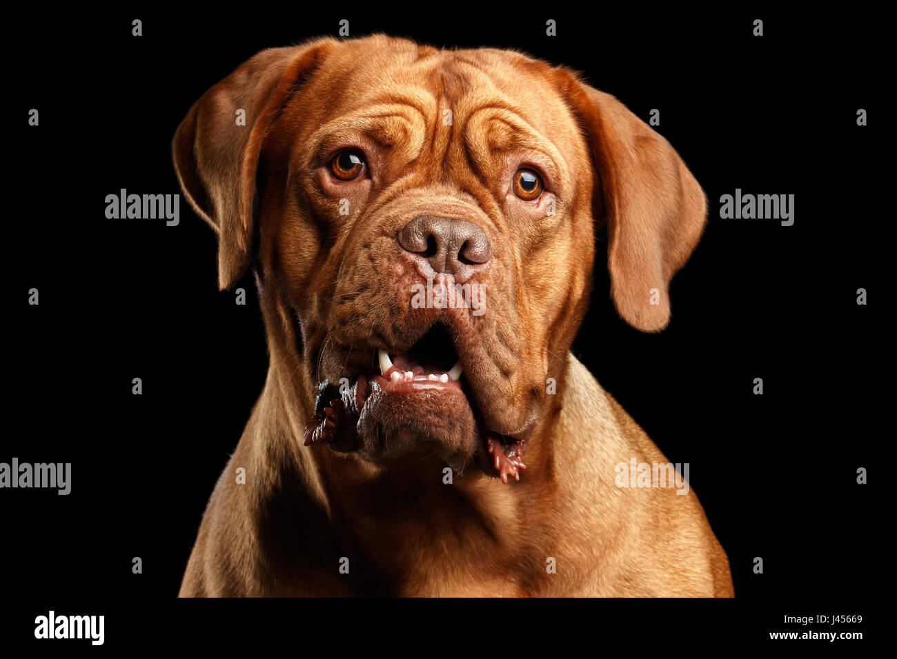 Retrato de la raza de perro Dogo de Burdeos aislado sobre fondo negro  Fotografía de stock - Alamy