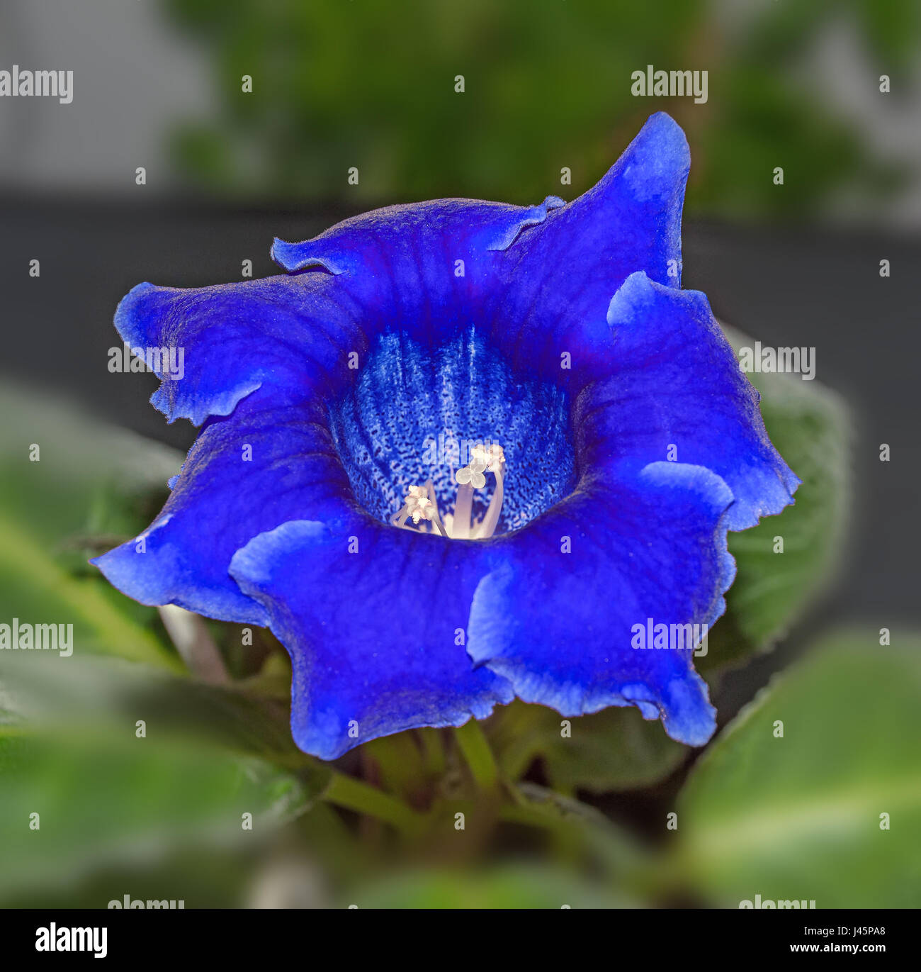 Gloxinia flor azul, la familia Gesneriaceae, cerca Fotografía de stock -  Alamy