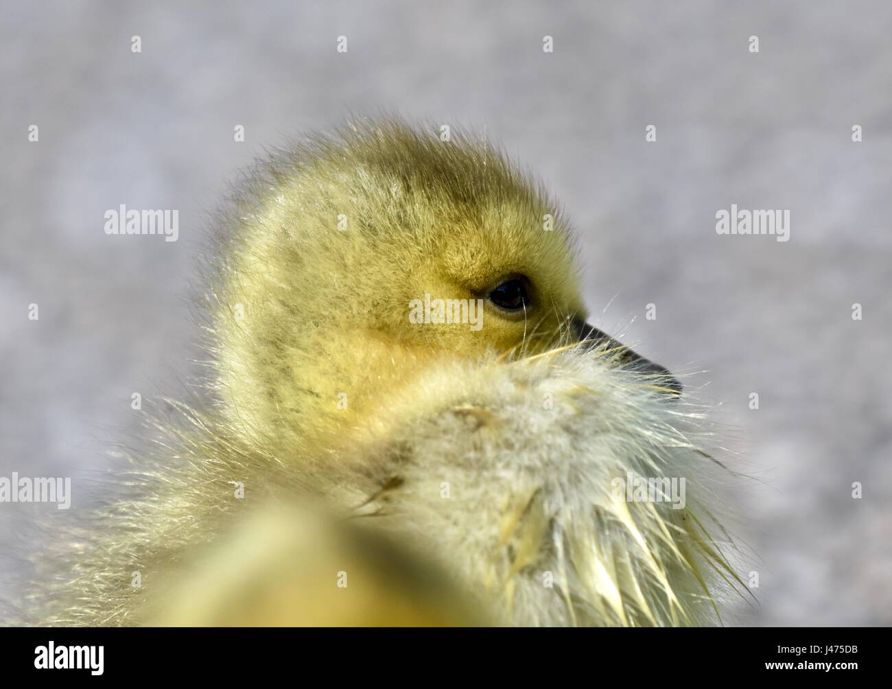Ganso de Canadá (Branta canadensis) gosling o polluelo del bebé Foto de stock