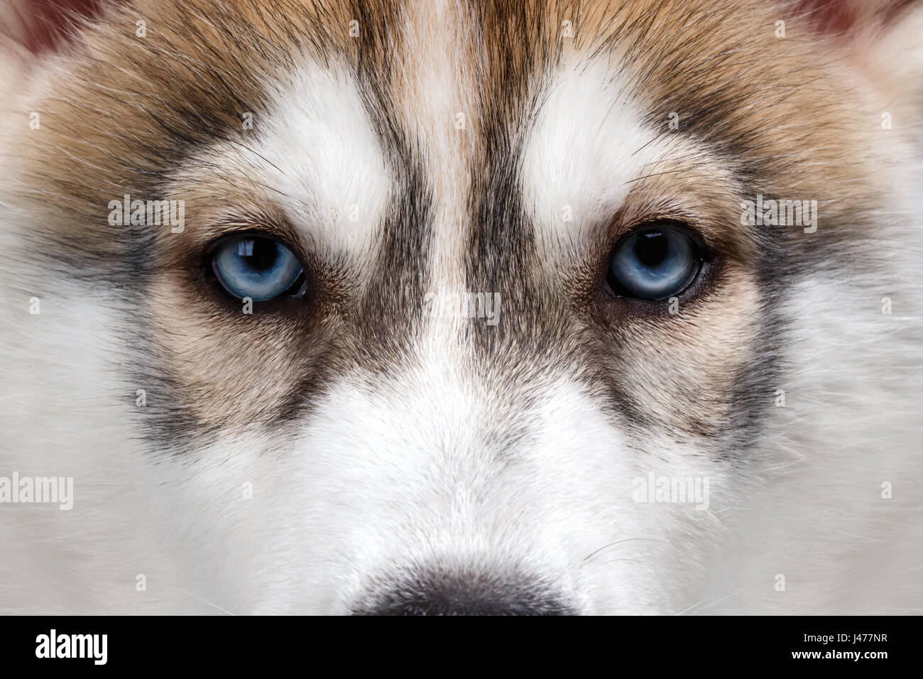 Closeup Ojos azules Husky Siberiano cachorro Fotografía de stock Alamy