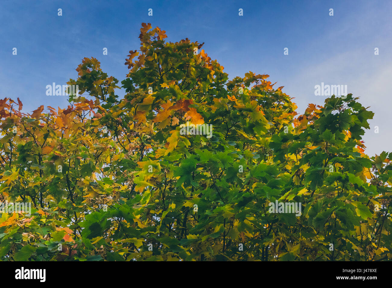 Un árbol de arce con denso follaje verde con parches de hojas doradas que muestra la aparición de cataratas ubicado en tollymore park en Newcastle UK Foto de stock