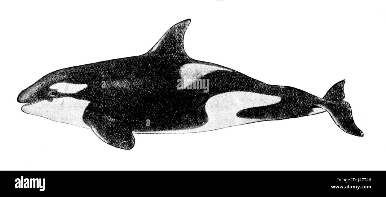 Dibujo de orca Imágenes de stock en blanco y negro - Alamy