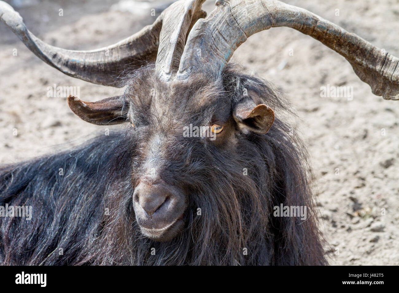 Black goat horns fotografías e imágenes de alta resolución - Alamy