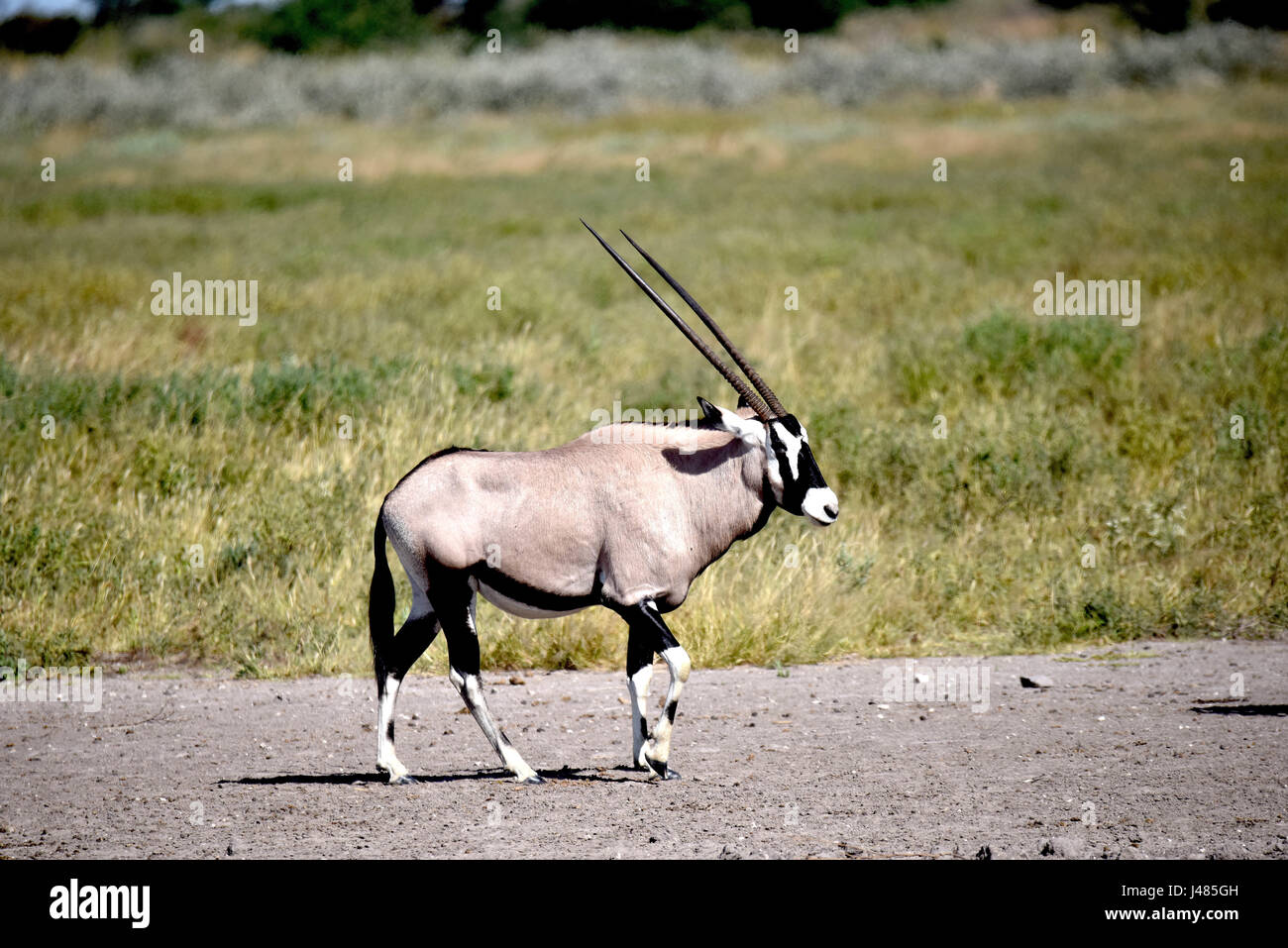 Un oryx recorre la sabana de Botswana. Tomada el 09.04.2017 en la Reserva  de Caza del Kalahari Central. El oryx es un género de antílope encontrado  en todas las regiones secas de