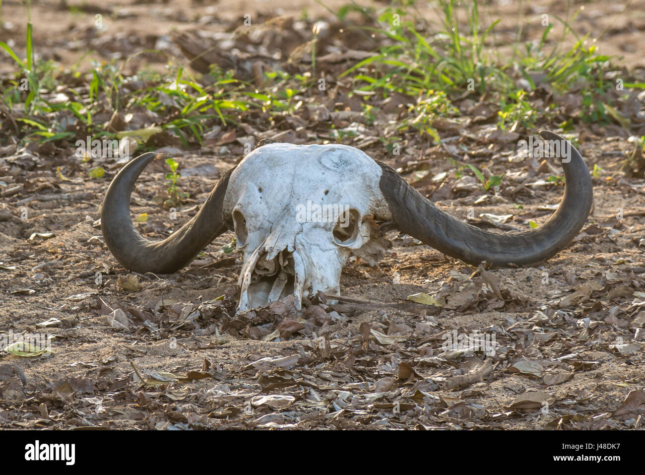 Cape Buffalo, Syncerus caffer, cráneo con cuernos tumbado en el suelo, Sabi Sands concesión, Gran Parque Nacional Kruger, Sudáfrica Foto de stock