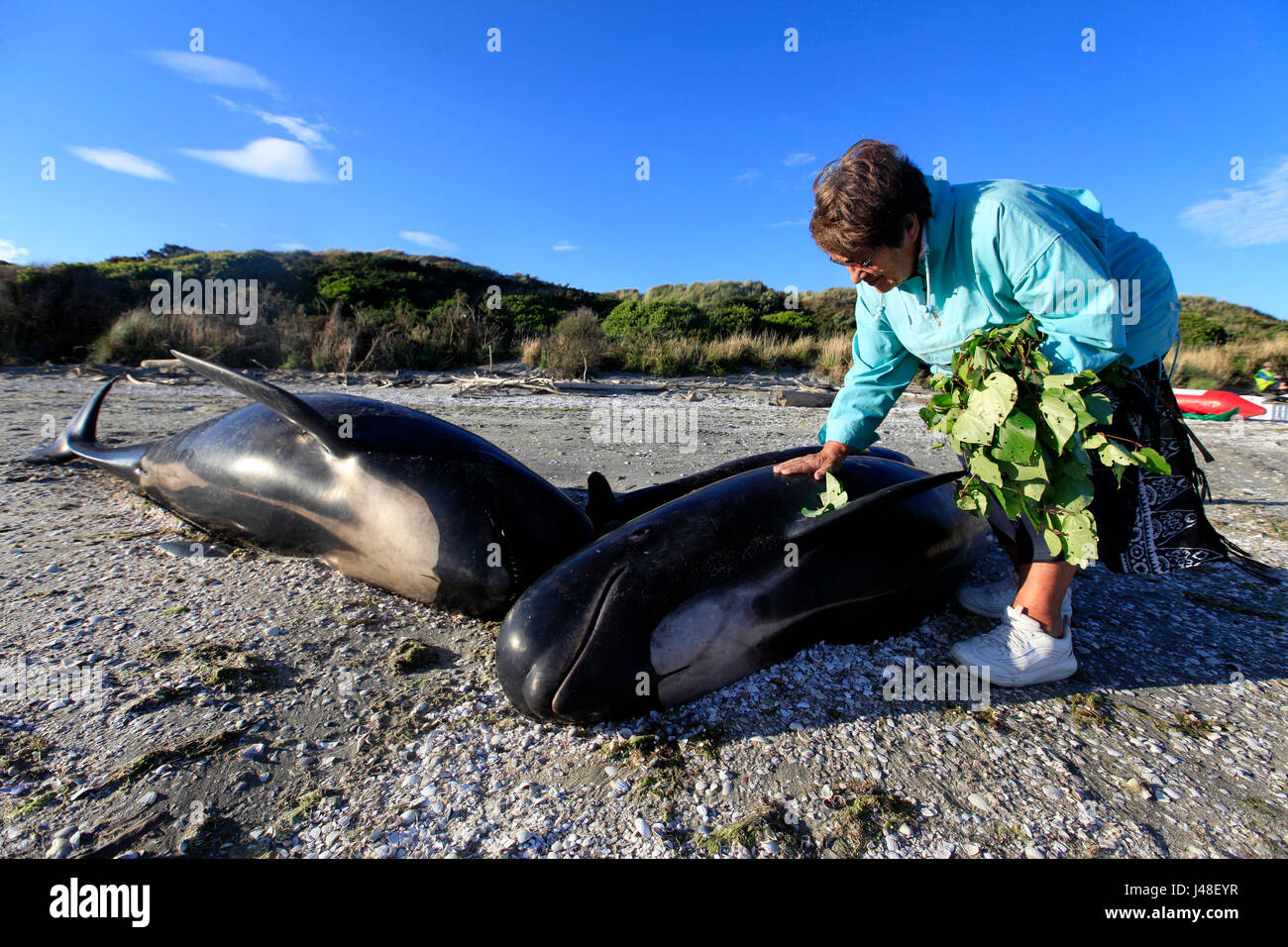 Misa ballenas piloto varadas en Farewell Spit, Bahía Dorada, Nueva Zelanda: iwi locales lugar kawakawa hojas en cada cuerpo Foto de stock