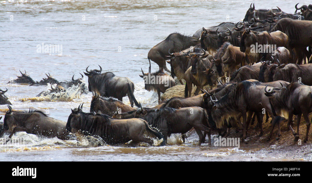 El ñu azul (Connochaetes taurinus) a cruzar un río en el Masai Mara en su gran migración. Kenya. Foto de stock