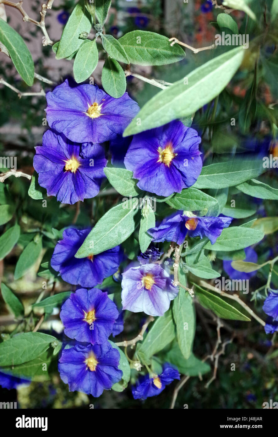 Solanum rantonetii Foto de stock