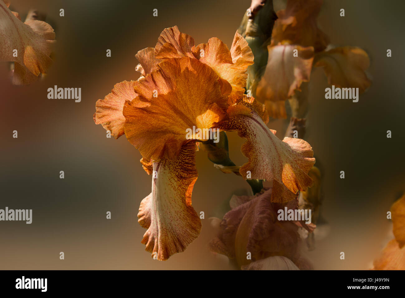 Flor de iris de color naranja sobre un fondo difuminado macro Foto de stock