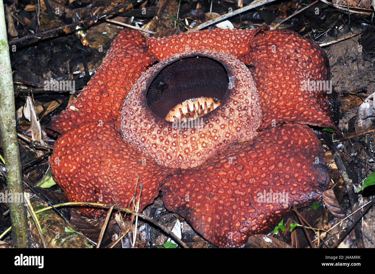 Rafflesia keithii flor, una planta de floración parasitaria en el género Rafflesia endémica de Sabah en Borneo. Foto de stock