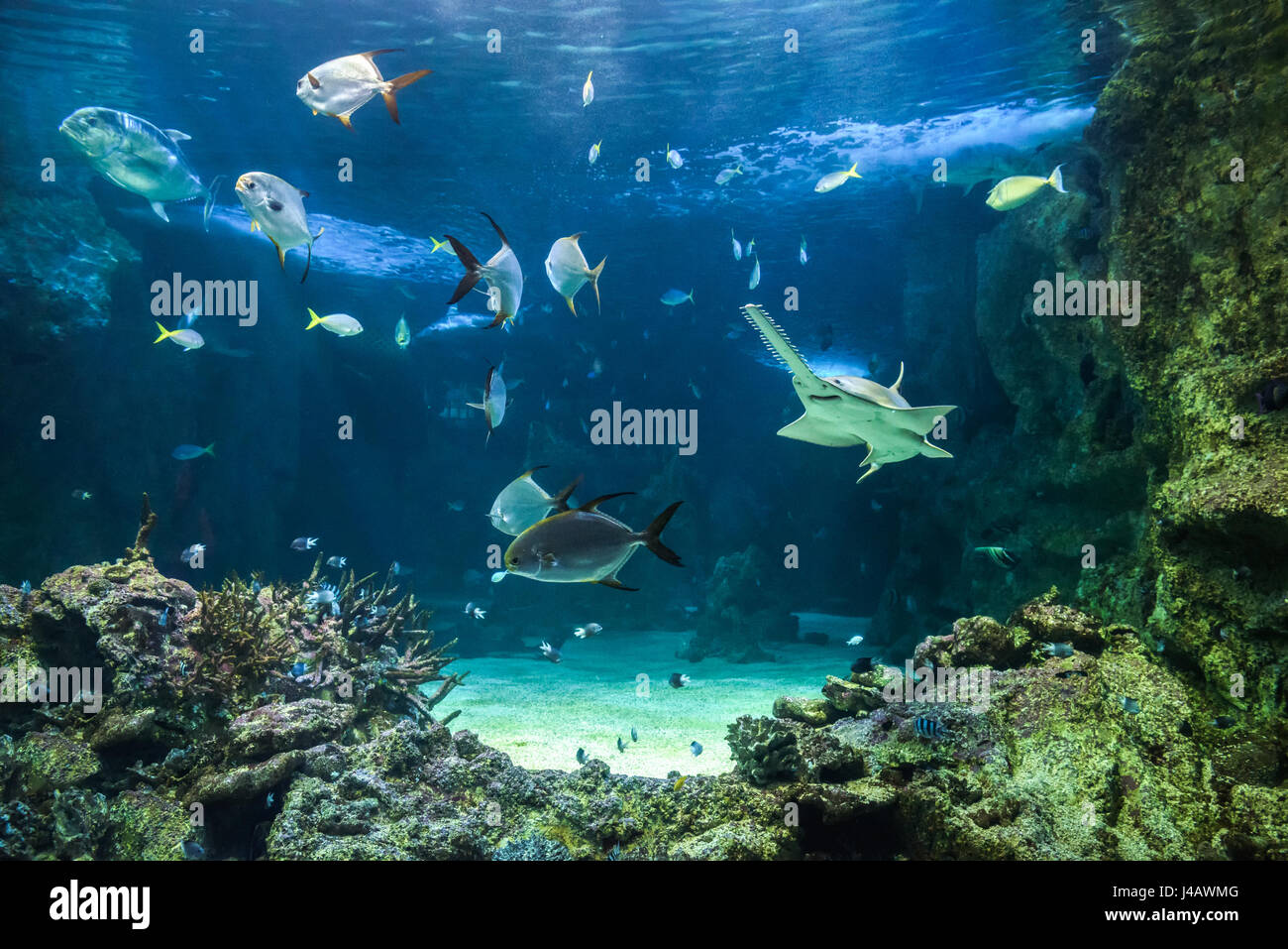 Gran pez sierra, también conocido como carpintero, tiburones y otros peces nadando en un gran acuario Foto de stock