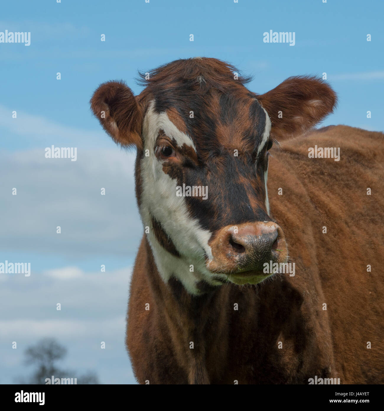 En el campo de la vaca con el cielo azul Foto de stock