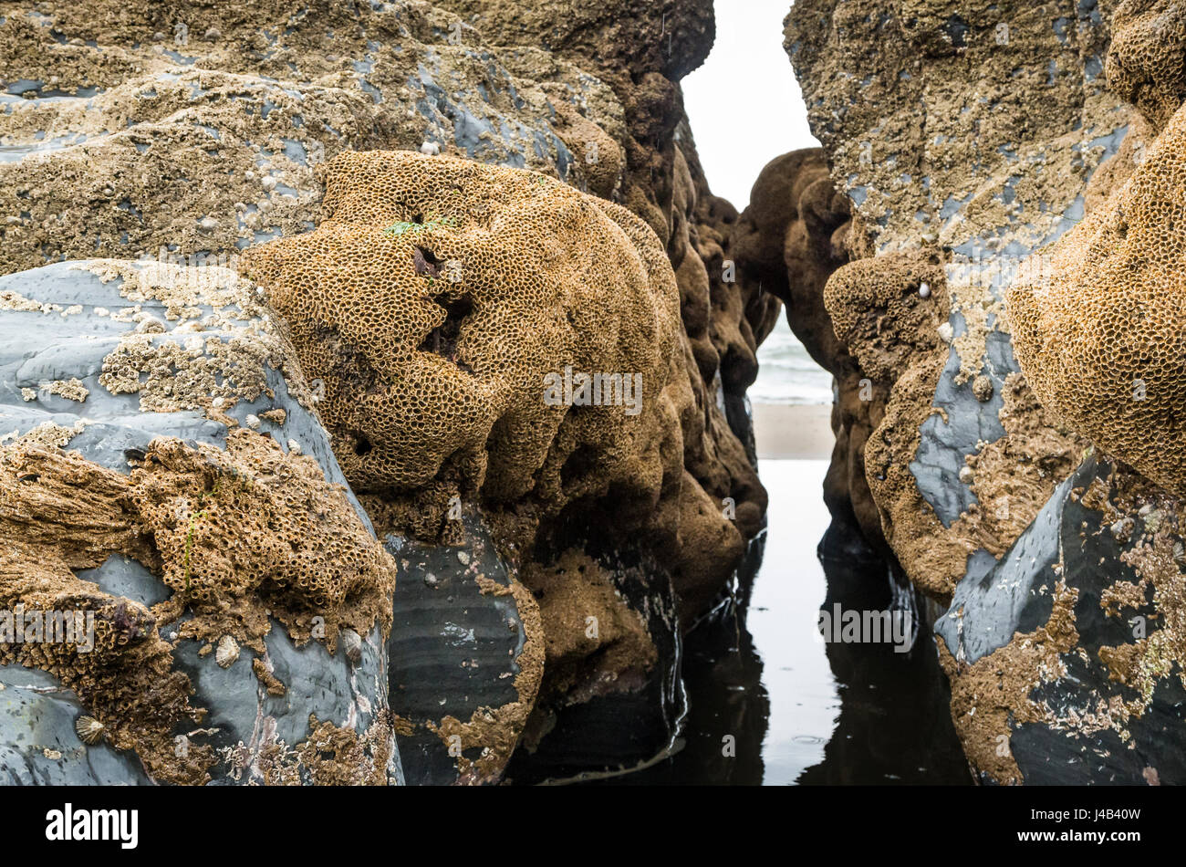 Rocas cubiertas de percebes (muchas cáscaras vacías) en la playa, Gales, Reino Unido Foto de stock