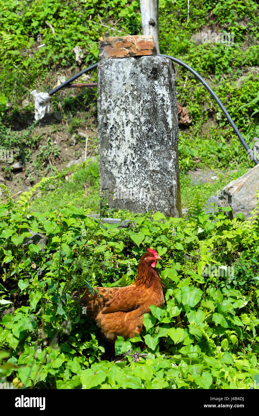 Brown Rooster, Nepal. Foto de stock