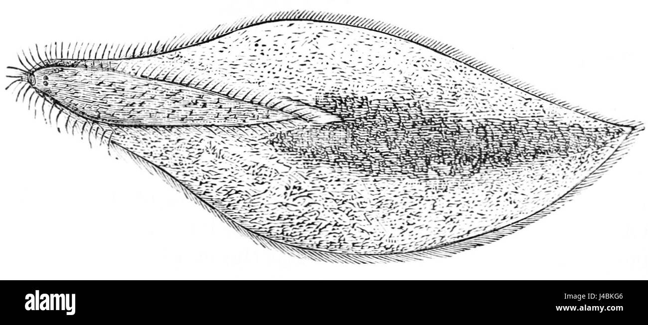 PSM V05 D671 Paramecio caudatum Foto de stock