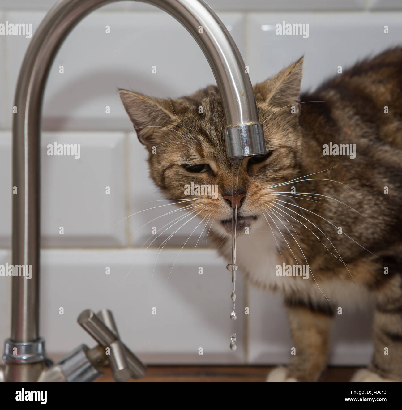 Gato bebe agua del grifo Fotografía de stock - Alamy