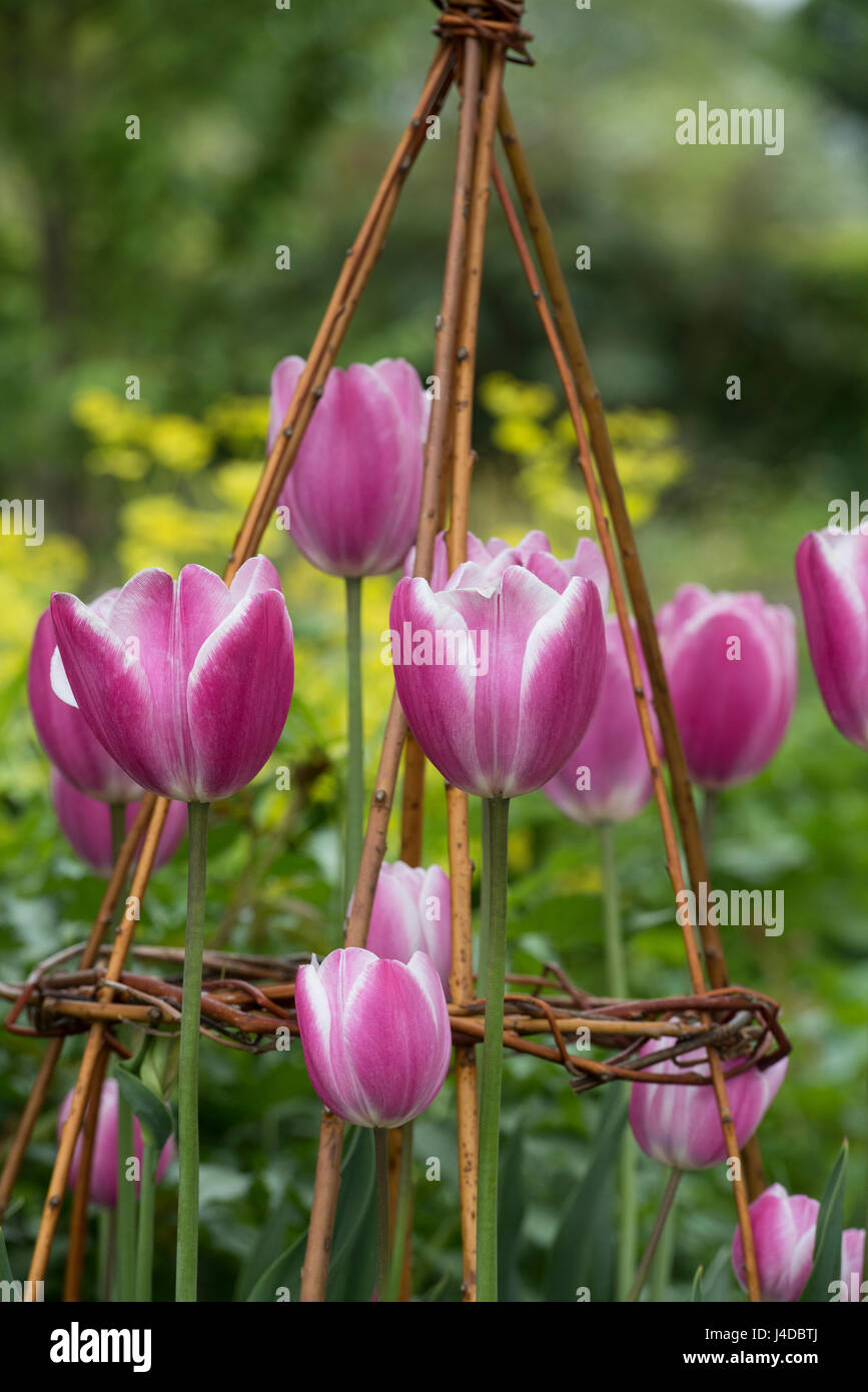 Tulipa 'jumbo' de belleza. Solo atraso Tulip 'jumbo' de belleza flores en primavera Foto de stock