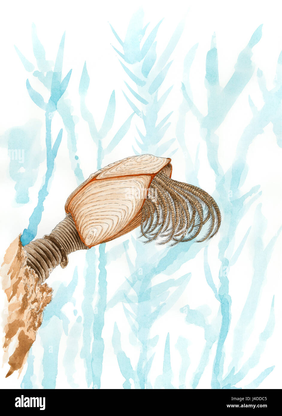 Pintura de un cuello de cisne pelágicos percebe (Lepas anatifera). Lápiz y acuarela sobre papel. Foto de stock