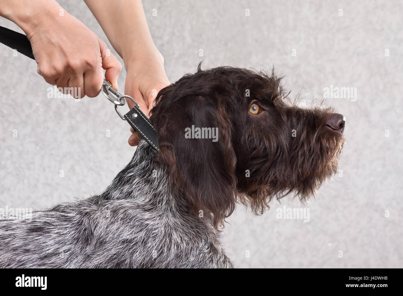 Mujer manos sujetan la correa al collar del perro Fotografía de stock -  Alamy
