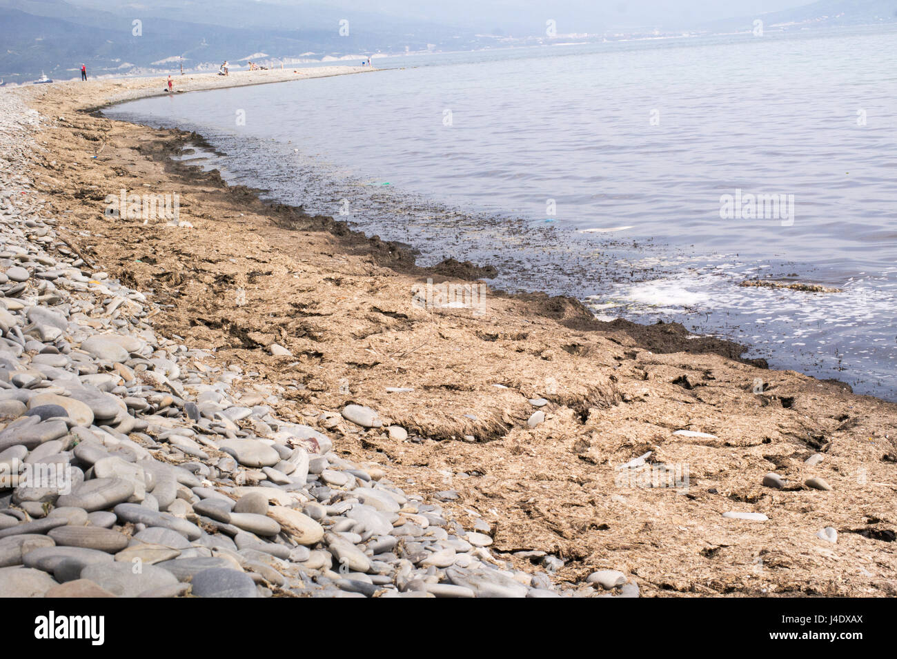 La playa del Mar Negro cubierto con algas podridas. La costa del mar Negro, Novorossiysk, Rusia Foto de stock