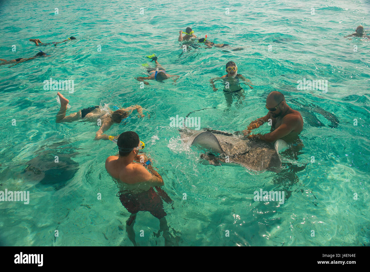Los turistas nadar con rayas, Bora Bora, Islas Sociedad, Polinesia Francesa, el Pacífico Foto de stock