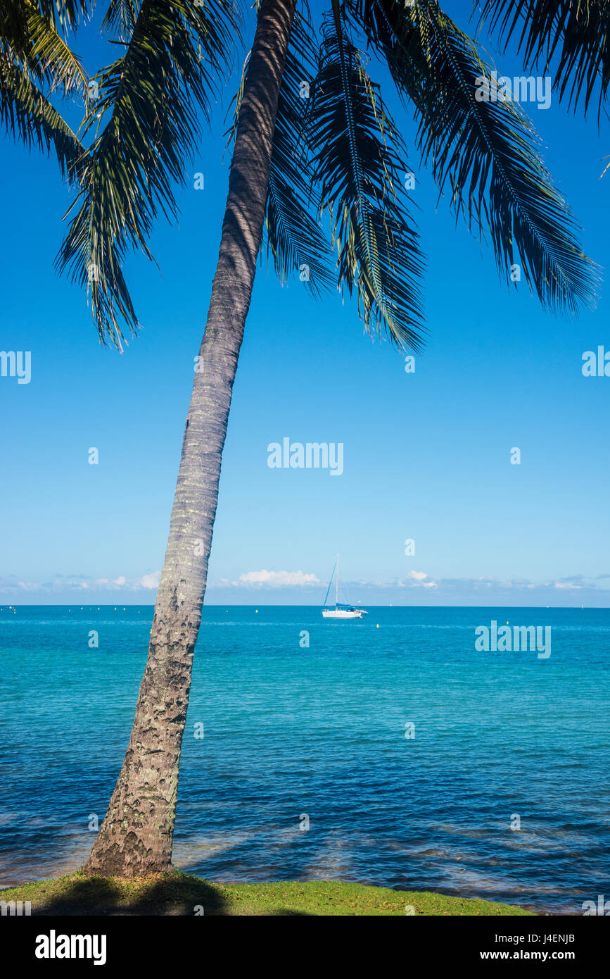 Las palmeras, la playa de Anse Vata, Noumea, Nueva Caledonia, el Pacífico Foto de stock