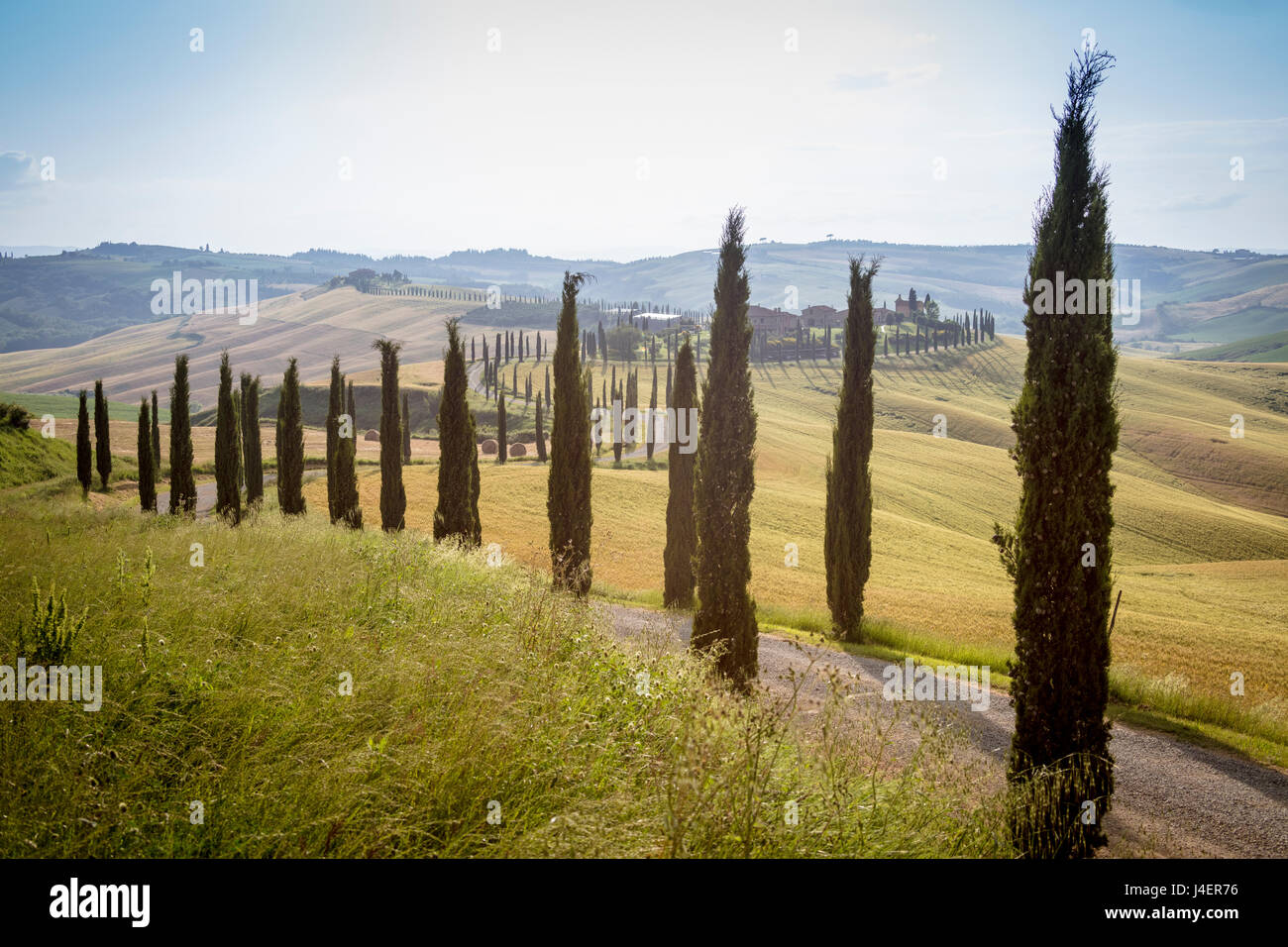 Las curvas de la carretera en las verdes colinas rodeado de cipreses, Crete Senesi (arcillas Senese), provincia de Siena, Toscana, Italia Foto de stock
