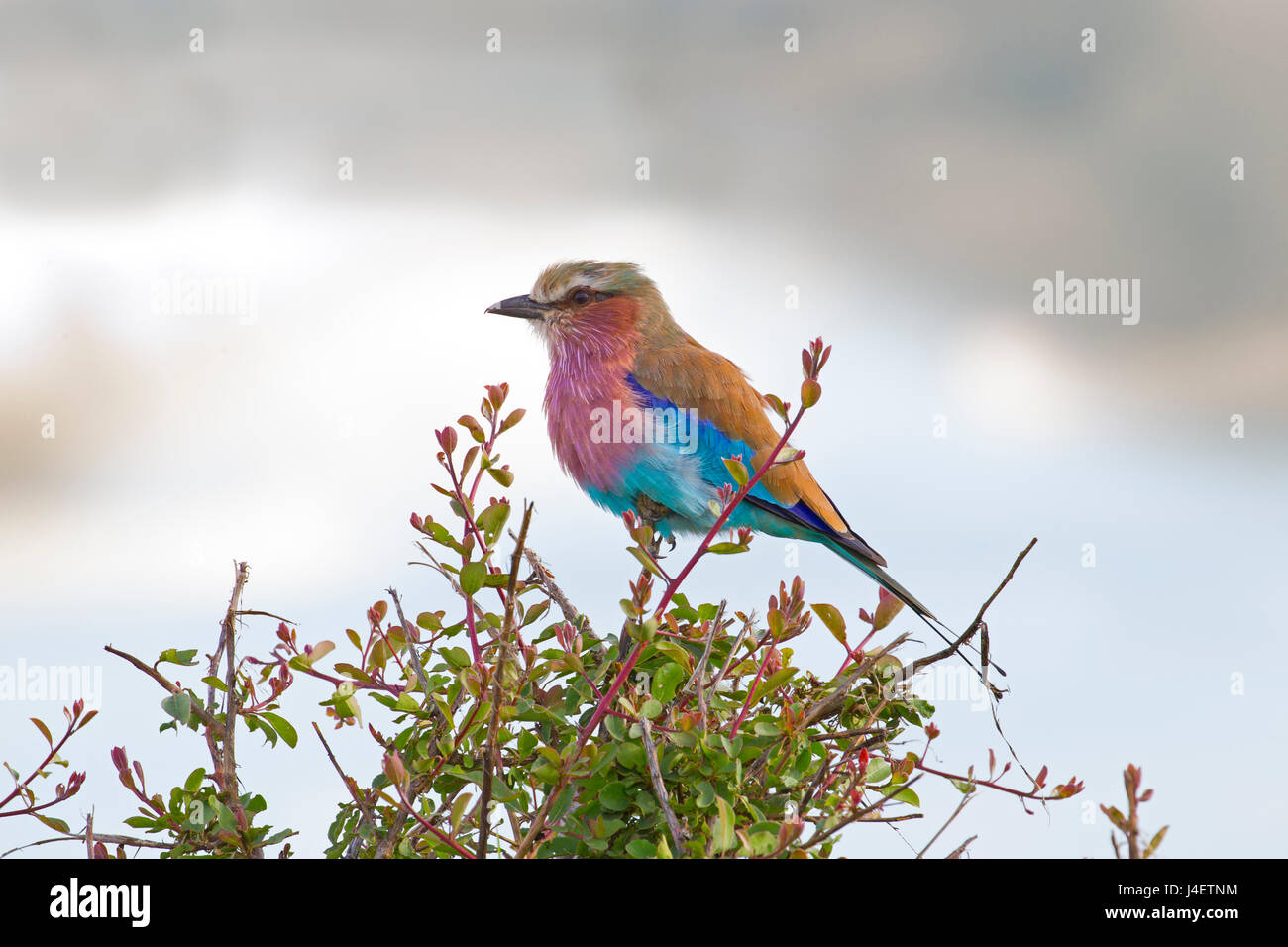 Lila-breasted rodillo (Coracias caudatus) Retrato Namibia Marzo Foto de stock
