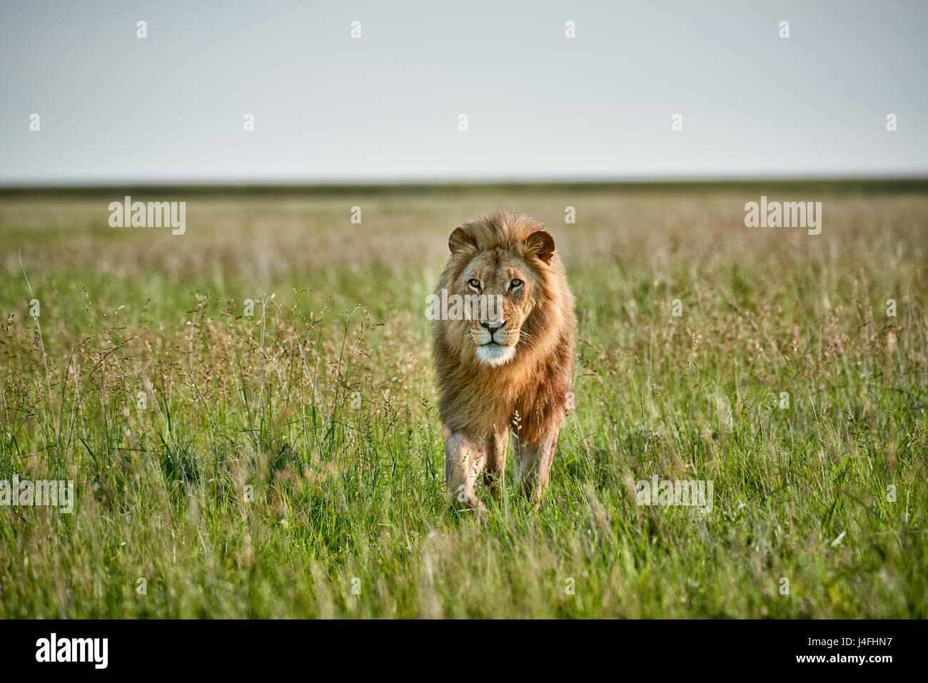 León macho (Panthera leo) patrullando por la zona, espacio libre en el lateral Foto de stock