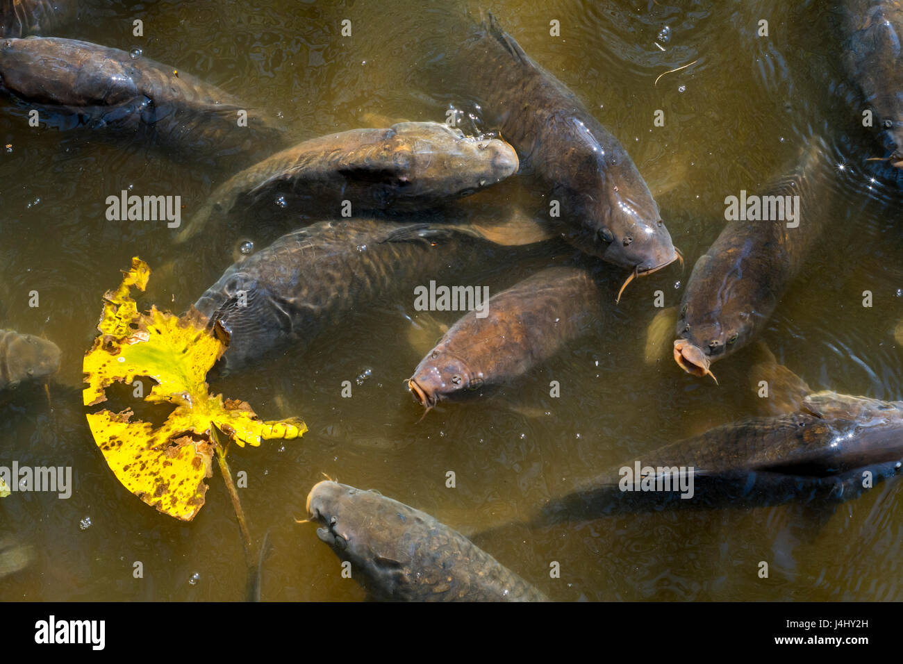 Cardumen de carpas (Cyprinus carpio) aflora con la boca abierta grande de aire en el estanque Foto de stock